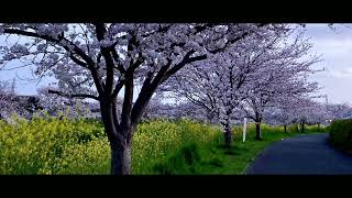 ただのP - 桜雨、夜に吹け（Piano Solo）