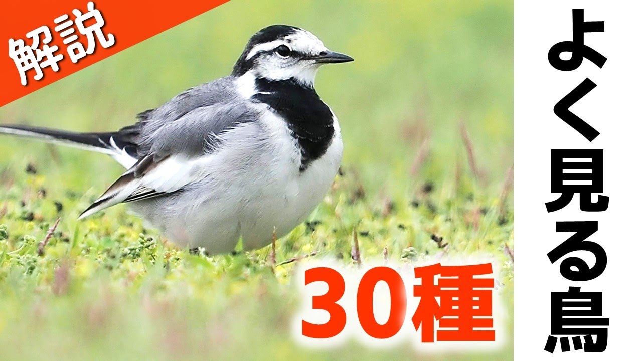 サムネ