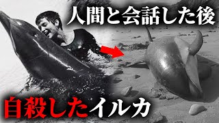 英語を学び、最初に人間と会話したイルカが自ら命を絶ってしまった理由は？ 【事件事故】