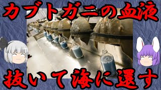 カブトガニの血を抜いて海へ還す（化学の○○に絶望した56）