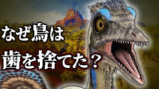【ゆっくり解説】鳥類の進化　なぜ鳥は歯を無くしたのか？