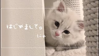 【猫】サイベリアンの子猫がめちゃくちゃかわいい。