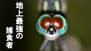 【ゆっくり解説】トンボの進化