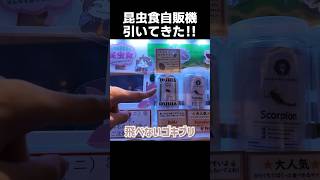 兄妹で昆虫食ガチャ引いてきた✨#shorts #ガチャガチャ