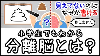 【右脳と左脳を切断】小学生でもわかる・分離脳とは何か？【科学・ざっくり解説】