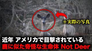 近年アメリカ各地で目撃談が急増している謎の生命体「Not Deer」（鹿にあらざるもの）【怪談】