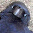 アイコン