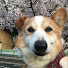アイコン